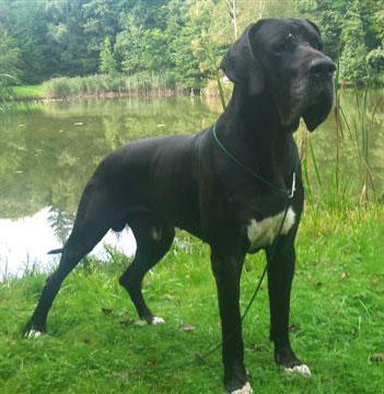 Silvano von Schlesien