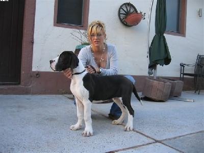 Schakall Von Schlesien