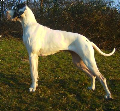 Sternchen - Paula Von Schlesien