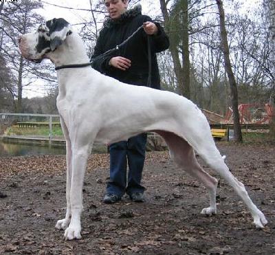 Sternchen - Paula Von Schlesien