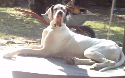 Sternchen - Paula Von Schlesien