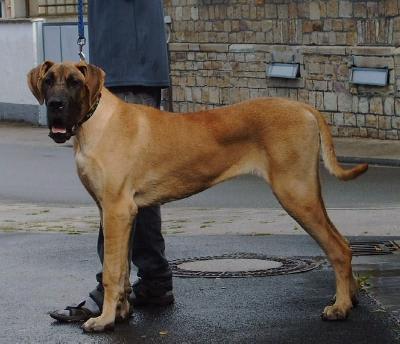 Kiara Vom Sprendlinger Tal