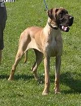 Kiara Vom Sprendlinger Tal