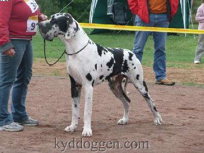 Azim Bocca D�tigre