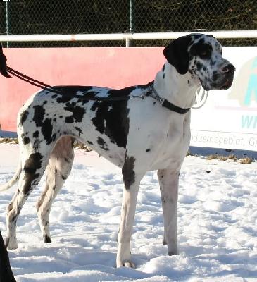 Alyssa Bocca D�tigre