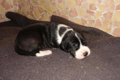 Anglique Bocca Dtigre