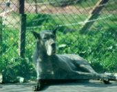 Leonne D�ochrelievaltt