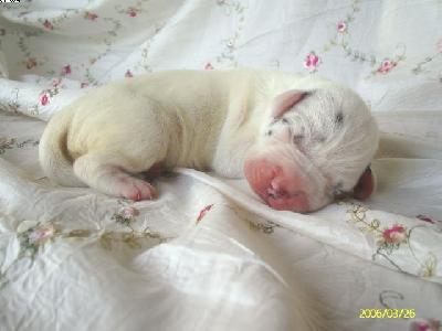 Bijanka Chanson De Vie