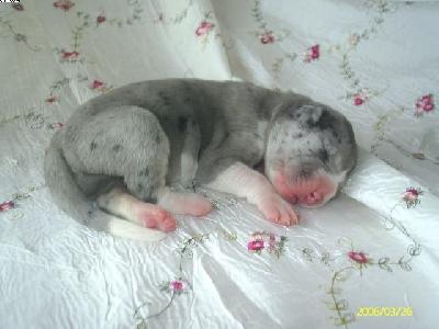 Beatrice Chanson De Vie