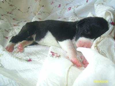 Bonita Chanson De Vie