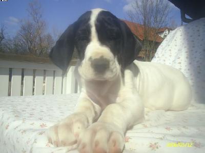 Babette Chanson De Vie