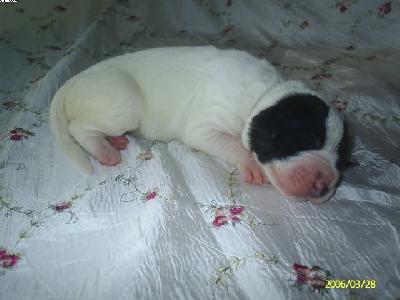 Blossom Chanson De Vie