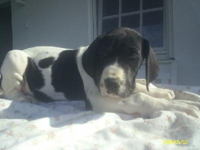 Blossom Chanson De Vie