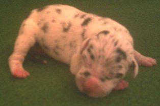 Camelot Vom Cabellahof