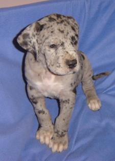 Cosmo Vom Cabellahof