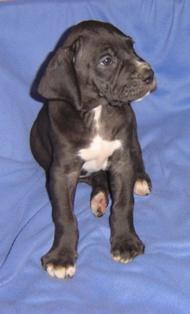 Cenzo Vom Cabellahof