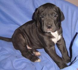 Camino Vom Cabellahof