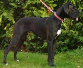 Coralie Vom Cabellahof