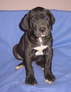 Coralie Vom Cabellahof