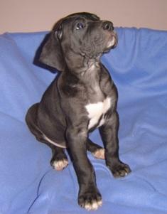 Cosma Vom Cabellahof