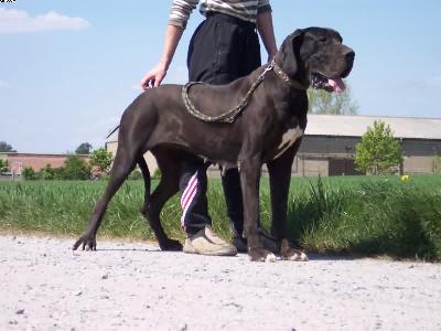 Vesta De La Grisonniere