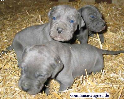 Flexor Vom Hause Wagner