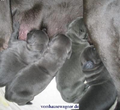 Flexor Vom Hause Wagner