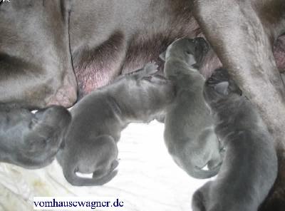 Fundus Zeus Adams Vom Hause Wagner