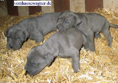 Fundus Zeus Adams Vom Hause Wagner