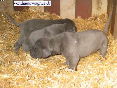 Fascia Vom Hause Wagner