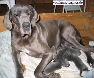 Fascia Vom Hause Wagner