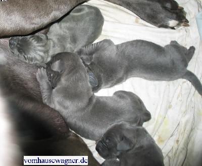 Fascia Vom Hause Wagner