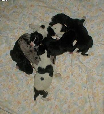 V-anubis Von Schlesien