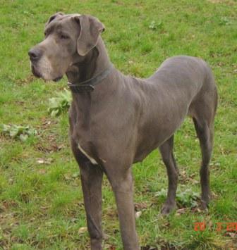 Amina Vom Cabellahof