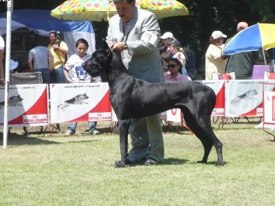 Camero Bocca D�tigre