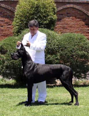 Camero Bocca D�tigre