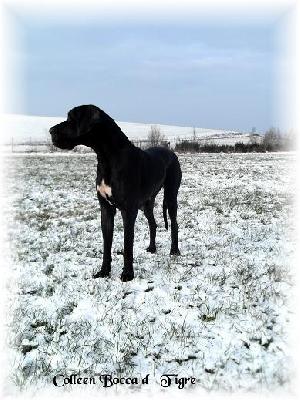 Colleen Bocca Dtigre