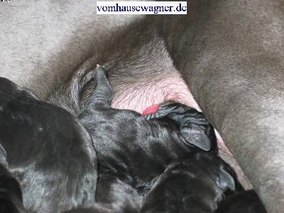 Gastron Vom Hause Wagner