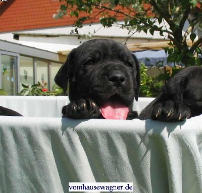 Genius Vom Hause Wagner