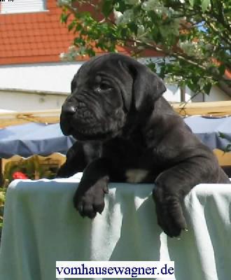 Ghindi Vom Hause Wagner