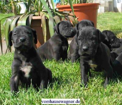 Gerome Vom Hause Wagner