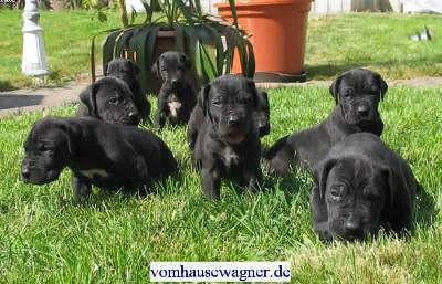 Gerome Vom Hause Wagner