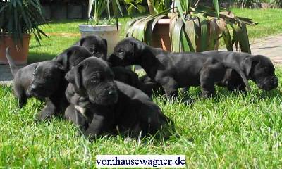 Gero Vom Hause Wagner