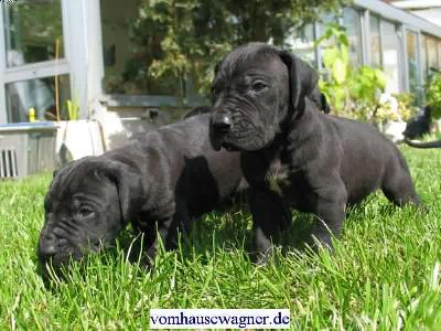 Gustatorius Vom Hause Wagner