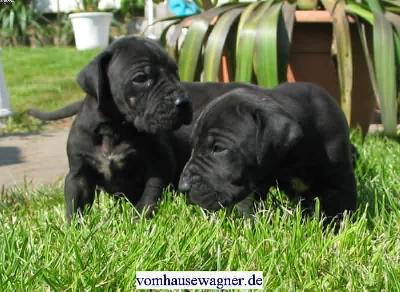 Gustatorius Vom Hause Wagner