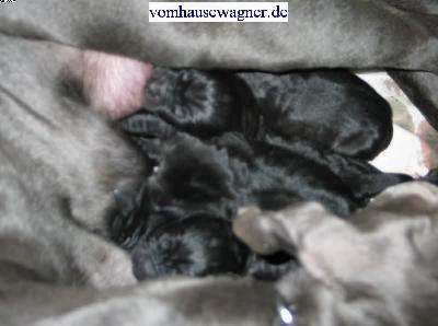 Gold-else Vom Hause Wagner