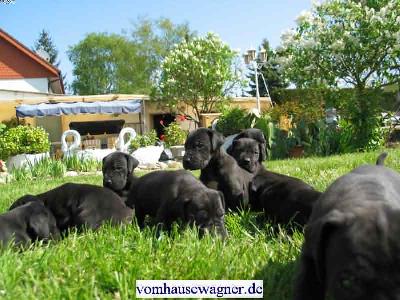 Gold-else Vom Hause Wagner