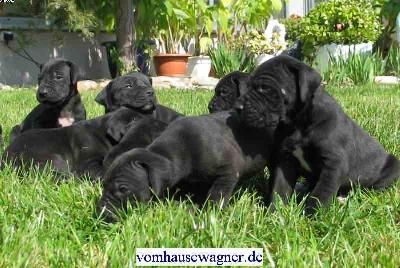 Gold-else Vom Hause Wagner