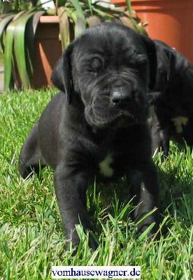 Gallina Vom Hause Wagner