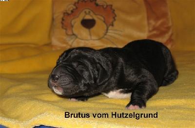 Brutus Vom Hutzelgrund